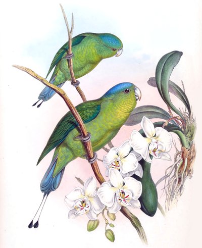 Prioniturus Spatuliger = Prioniturus Discurus by John Gould